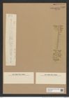 Rutilaria lanceolata Grove et Sturt. (de-Toni-Nr.: Genus 170, Species 4299) Zeichnungen Sammlung Grunow Nr. 7866 (NHMW-BOT-W0377123)